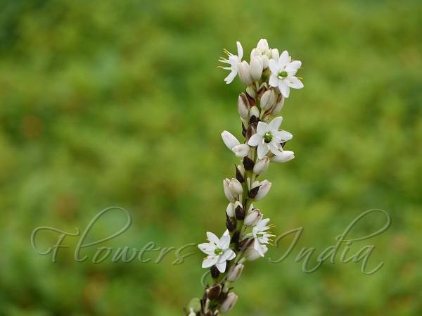 Glaucous Chlorophytum